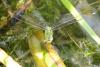 Anax imperator